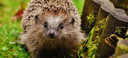 Limoges : « Nature sauvage », une application pour recenser la...