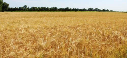 Charente-Maritime : 33 pesticides relevés dans l’air de la plaine...
