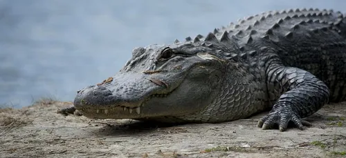 Un alligator aperçu dans la Vienne