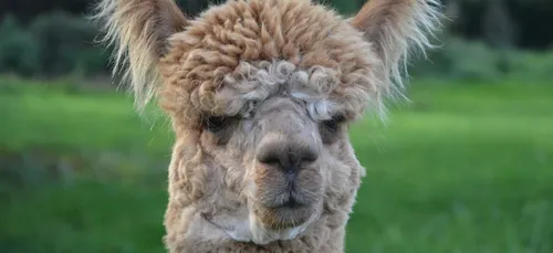 Indre-et-Loire : un lama tué par des chiens lors d'une chasse à cour