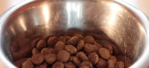 La fondation 30 millions d’amis vient en aide à un refuge charentais