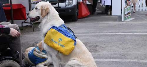 Charente : des familles d’accueil recherchées pour des chiens...