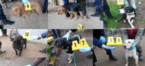 Les gendarmes des Deux-Sèvres recherchent les propriétaires de...