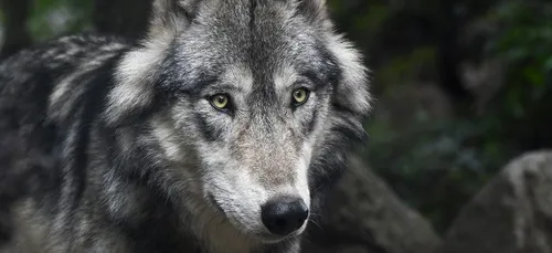 Deux-Sèvres : d’importants moyens déployés pour retrouver des loups...