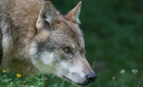 Charente-Maritime : un loup a attaqué une brebis