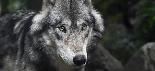 Charente-Maritime : un loup renversé par une voiture