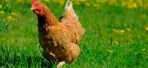 Vols de poules : la gendarmerie de Haute-Vienne appelle à la vigilance