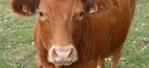 De moins en moins d’antibiotiques dans les élevages en...