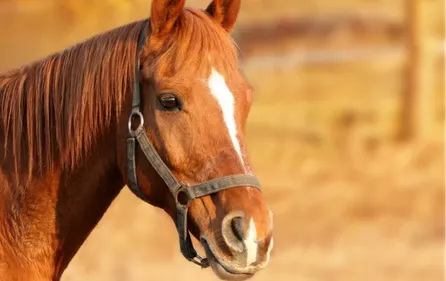 Deux-Sèvres : un cheval mutilé retrouvé mort