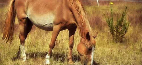 Deux-Sèvres : un nouvelle jument retrouvée mutilée