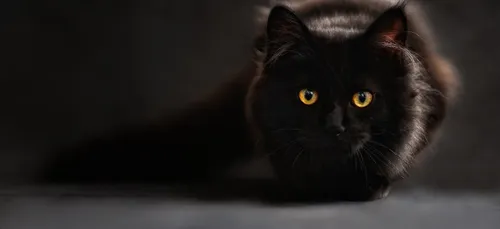 Niort : un chat pendu, la SPA lance un appel à témoin