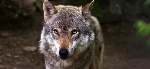 Loup abattu en Charente-Maritime : One Voice appelle à un...