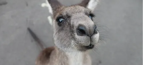 Poitou-Charentes : le wallaby échappé a été capturé