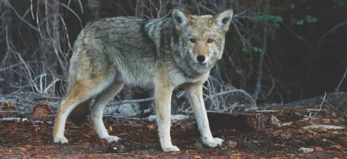 Deux-Sèvres : le troisième loup capturé vivant a été euthanasié