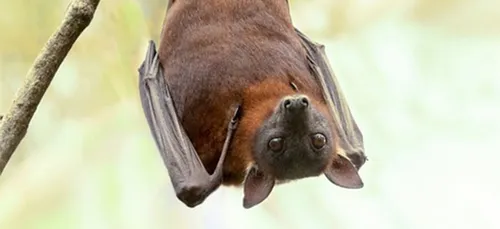 Limoges : un homme décédé, contaminé par la rage transmise par une...