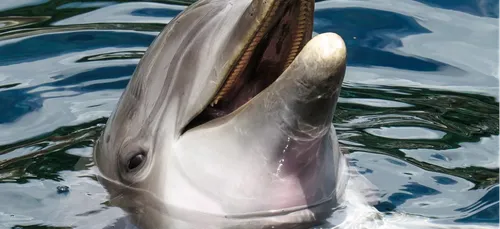 Charente-Maritime : plusieurs dizaines de dauphins s’échouent sur...