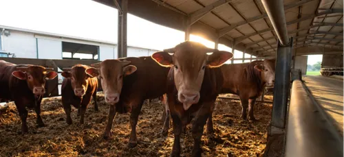 La viande bovine limousine label rouge ne connaît pas la crise