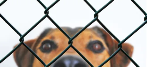 Haute-Vienne : de nombreux chiens retrouvés morts par la SPA