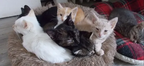 Abandons : l’association « chats libres à Saumur » favorable aux...