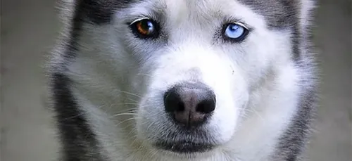 Charente-Maritime : un homme ivre en trottinette électrique traîne...
