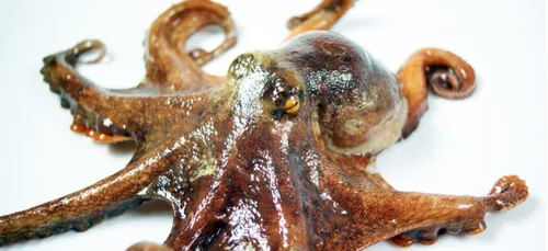 Plusieurs centaines de pieuvres retrouvées échouées en...