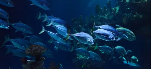 Aquarium de La Rochelle : de nouveaux pensionnaires temporaires