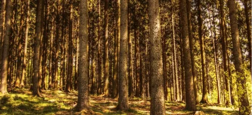  Haute-Vienne : un bûcheron meurt écrasé par un arbre
