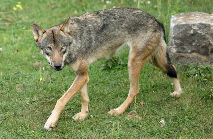 La présence du loup confirmée dans la Vienne