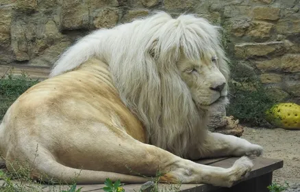 Deux-Sèvres : un lion blanc découvert par les gendarmes chez un...