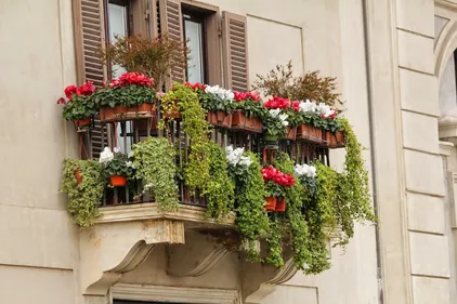 Limoges lance un concours des balcons et fenêtres fleuris