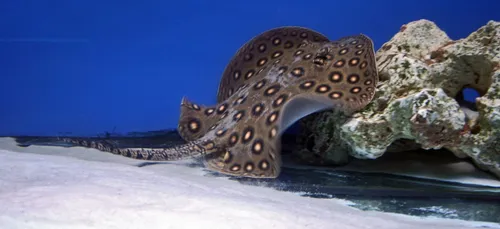 Limoges: une dizaine de raies motoro sont nées à l'aquarium