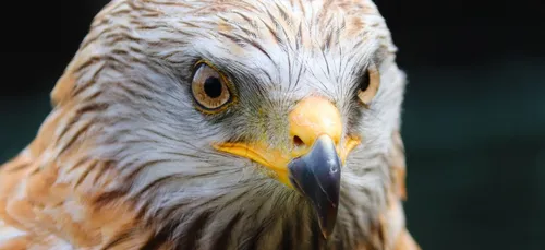 Charente-Maritime : un homme attaqué par un rapace