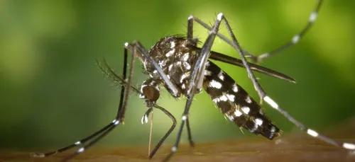 Le moustique tigre bien présent en Haute-Vienne