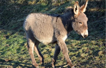 Charente-Maritime : un âne découvert dépecé