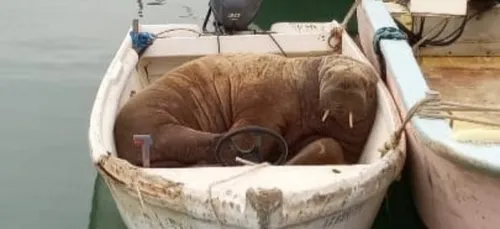 Un morse à la dérive est passé par La Rochelle