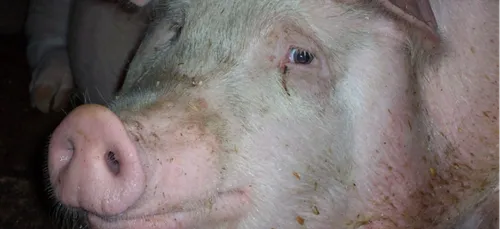 Charente : les pompiers ont sauvé Lucie, une truie de 130 kg