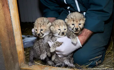 Charente-Maritime : trois femelles guépards nées au Zoo de la...