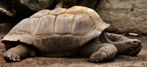 Charente-Maritime : des tortues saisies dans le département ont...