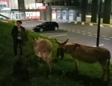 Saint-Cyr-sur-Loire : deux infirmières attachent des ânes perdus...