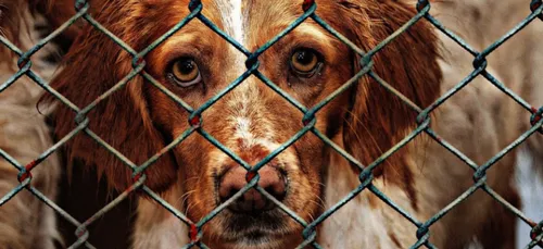 Poitou : hausse des abandons d’animaux   