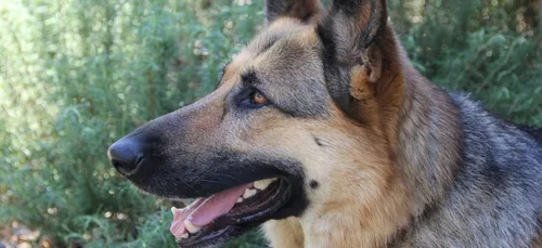 Touraine : un berger allemand tue un autre chien durant une promenade