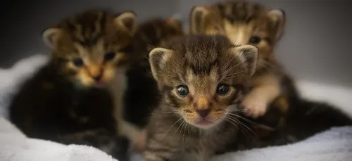Les chats peuvent-ils vraiment prévoir les séismes ?
