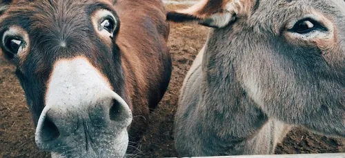Un zoo peint un âne pour le faire passer pour un zèbre (photos)