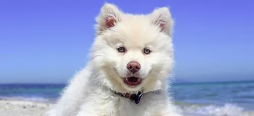 Les chiens savent quand vous déprimez