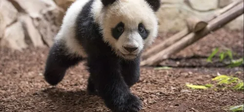 Yuan Meng : le panda français fête son premier anniversaire au zoo...
