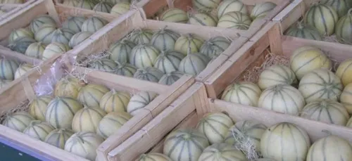 Arnaques sur l’étiquette : le melon charentais ne vient pas… de...