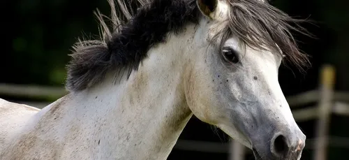 La peinture sur poney : la nouvelle tendance qui choque (photos)