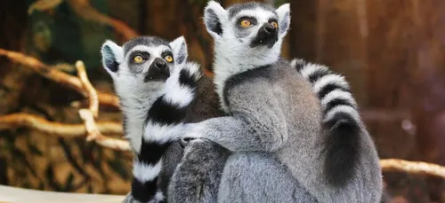 Zoo de Beauval : le parc animalier recrute pour 2019 !