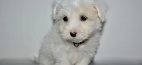 Saumur : une plainte déposée contre un tueur de chiot