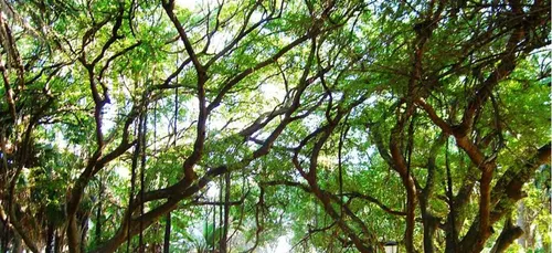 Saran : venez câliner des arbres ce mardi soir !